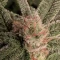 Kaufe Blackberry Moonrocks Samen feminisiert von AlphaFem Seeds