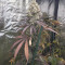 Cookies Gelato (RQS) Cannabis-Samen
