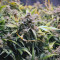 Original Auto Northern Lights (Fast Buds) Cannabis-Samen zu verkaufen