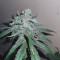 Wedding Cake (Barney's Farm) Cannabis-Samen zu verkaufen