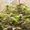 Kaufe Mimosa x Orange Punch Samen feminisiert von Barney's Farm