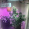 Blueberry Cheese Cannabis-Samen Kaufen
