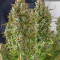 Auto Ultimate Cannabis-Samen Kaufen