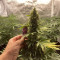 Kalashnikova Auto (GHS) Cannabis-Samen zu verkaufen