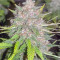 Cream Mandarine XL Auto (Sweet Seeds) Cannabis-Samen