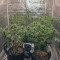 GH Cheese Cannabis-Samen Kaufen