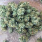 Cafe Racer (BlimBurn Seeds) Cannabis-Samen