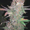 Amnesia XXL Autoflowering (Dinafem Seeds) Cannabis-Samen zu verkaufen