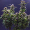 ICED Grapefruit (Female Seeds) Cannabis-Samen zu verkaufen