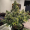 Skunk 47 (Advanced Seeds) Cannabis-Samen zu verkaufen