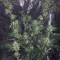 Chempie (Ripper Seeds) Cannabis-Samen