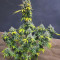 Black Jack CBD Cannabis-Samen Kaufen