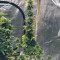 Green Crack (Garden of Green) Cannabis-Samen zu verkaufen