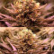 Chronic Thunder (Barney's Farm) Cannabis-Samen zu verkaufen