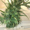 Strawberry Cough (Dutch Passion) Cannabis-Samen zu verkaufen