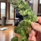 BCN Critical XXL Fast Cannabis-Samen Kaufen