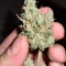 Green Crack (Humboldt Seeds Organization) Cannabis-Samen zu verkaufen