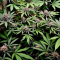 Mimosa EVO (Barney's Farm) Cannabis-Samen zu verkaufen