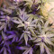 Kaufe Purple Juice Auto Samen feminisiert von Herbies Seeds