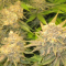 Critical Kush Cannabis-Samen Kaufen