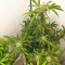 1-800-Cinderella-99 Autoflower feminisierte Samen (Seedkeepers)