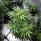 Auto Bubble Gum XXL (00 Seeds)