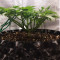 Big Bud (Seedstockers) Cannabis-Samen