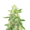 Brain's Escape (K.C. Brains Seeds) Cannabis-Samen