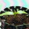 Buddha Medikit Auto CBD (Buddha Seeds) Cannabis-Samen