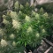 California Orange Cheese (Big Buddha Seeds) Cannabis-Samen