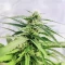 Cinderella 99 feminisierte Samen (Brothers Grimm Seeds)
