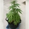 Future #1 (Blimburn Seeds)