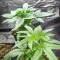 Humboldt Headband feminisierte Samen (Humboldt Seed Company)