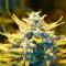 Malawi (Ace Seeds) Cannabis-Samen