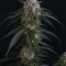 Mango Frost Auto (Fast Buds)