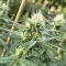 Psychotropic Mass (Critical Mass Collective Seeds) Cannabis-Samen
