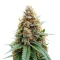 Tease Auto (Dr. Krippling Seeds) Cannabis-Samen