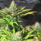 Tatanka Pure CBD feminisiertes Saatgut (RQS)