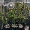 Ayahuasca Purple (Barney's Farm) Cannabis-Samen
