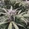 AK-48 Automatic (Nirvana Seeds) Cannabis-Samen