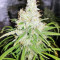 Amnesia (Seedstockers) Cannabis-Samen