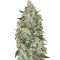 Auto Critical Mass (Advanced Seeds) Cannabis-Samen