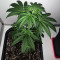 Big Stilton Auto (Big Head Seeds) Cannabis-Samen