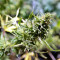 Black Destroyer (Original Sensible Seeds) Cannabis-Samen