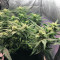 Bubble Bud (Blackskull Seeds) Cannabis-Samen