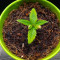 Dinamed CBD Plus (Dinafem Seeds) Cannabis-Samen