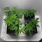 Dinamed CBD Plus (Dinafem Seeds) Cannabis-Samen