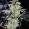Do-Sweet-Dos (Sweet Seeds) Cannabis-Samen