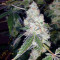 Girl Scout Cookies (BlimBurn Seeds) Cannabis-Samen