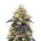 Josh D OG (Karma Genetics) Cannabis-Samen